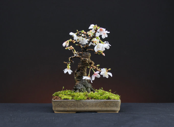 Cherry Mame Bonsai Progression Series